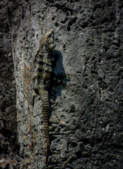 Iguana Climbing up Mayan Wall in Tulum, Quintana Roo, Mexico
