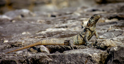 Proud Iguana In Tulum Archaeological Site, Quintana Roo, Mexico