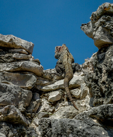 Iguana Climbed up to the top of Mayan Wall in Tulum, Quintana Roo, Mexico