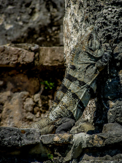 Iguana Start Climbing up Mayan Wall in Tulum, Quintana Roo, Mexico