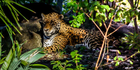 Jaguar Hiding In The Shadow In Xcaret, Quintana Roo, Mexico