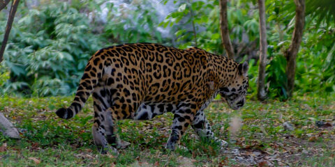 Jaguar In Xcaret, Quintana Roo, Mexico