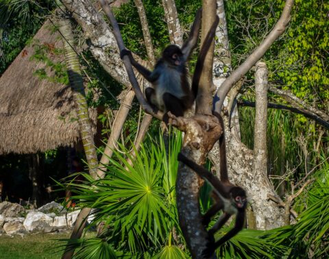 Monkeys In Xcaret, Quintana Roo, Mexico