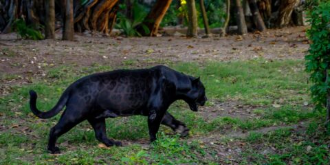 Pantera Negra Strolling In Xcaret, Quintana Roo, Mexico