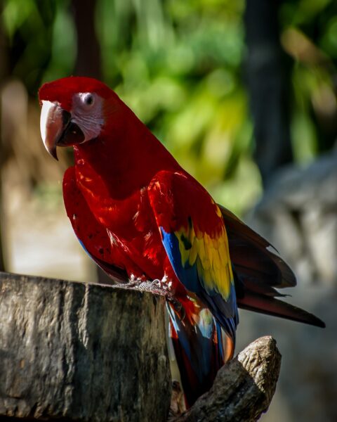 Big Colourful Parrot In Xcaret, Quintana Roo, Mexico