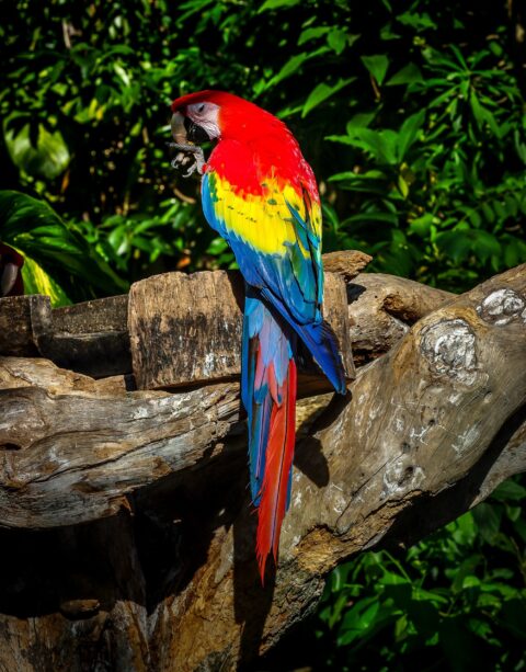 Parrot’s Dilemma, Xcaret, Quintana Roo, Mexico