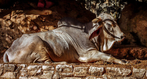 Resting Bull In Xcaret, Quintana Roo, Mexico