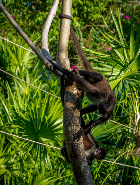 Too Much Monkey Business In Xcaret, Quintana Roo, Mexico