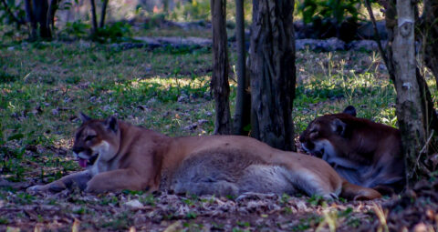 Two Pumas Resting In The Shadow In Xcaret, Quintana Roo, Mexico