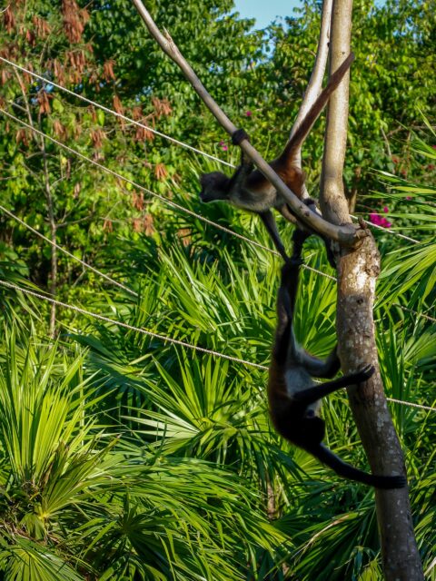 Up and Down-All Around, Monkeys In Xcaret, Quintana Roo, Mexico