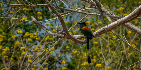 Beautiful “Clock Bird” On Dzibilchaltun Archaeological Site In Yucatan, Mexico