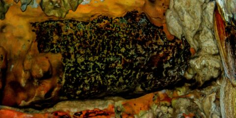 Close Look At Panther In Lol-Tun Caves In Yucatan, Mexico