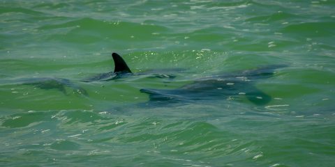 Dolphins In Sian Ka’an Biosphere Reserve, Quintana Roo, Mexico