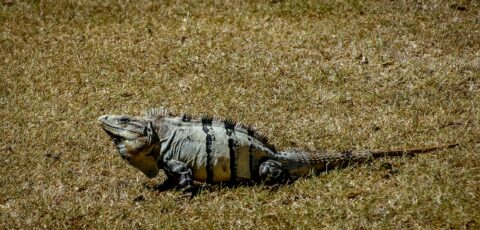 Fat Iguana On Uxmal Archaeological Site In Yucatan, Mexico