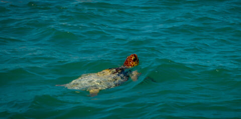 Big Turtle Swimming In Sian Ka’an Biosphere Reserve, Quintana Roo, Mexico