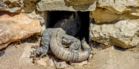 Iguana Tries To Hide In The Mayan Wall In Uxmal Archaeological Site In Yucatan, Mexico