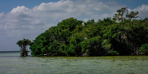 Lagoon In Sian Ka’an Biosphere Reserve, Quintana Roo, Mexico