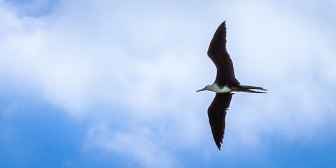Magnificent Frigatebird In Sian Ka’an Biosphere Reserve, Quintana Roo, Mexico