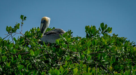 Pelican On Magnolia Tree In Sian Ka’an Biosphere Reserve, Quintana Roo, Mexico