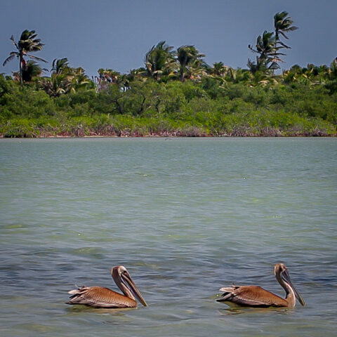 Pelicans In Lagoon In Sian Ka’an Biosphere Reserve, Quintana Roo, Mexico