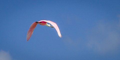 Roseate Spoonbill In Sian Ka’an Biosphere Reserve, Quintana Roo, Mexico