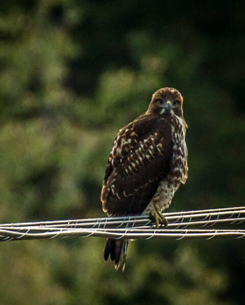 Hawk At 108 Mile House Rest Area, BC