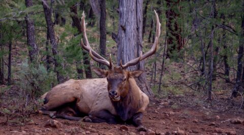 Big Angry Elk, Grand Canyon South Rim, AZ