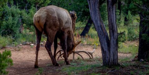 Elk Hangover, Grand Canyon South Rim, AZ
