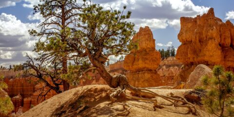 Wandering Tree In Bryce Canyon National Park, UT