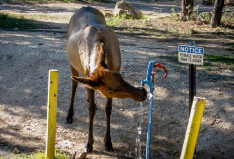 Young Literate Elk In Zion National Park, UT