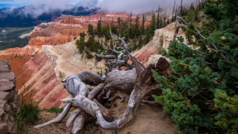 Dead Tree At Sunset View Overlook In Cedar Breaks National Monument, UT