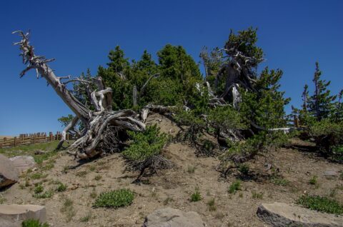 Dead Trees At Merriam Point On Crater Lake, OR –