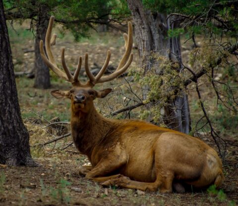 Elk Gave Me Suspicious Look In Grand Canyon National Park, AZ