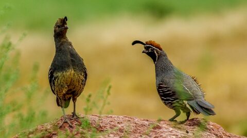 Gambel’s Quail, AZ