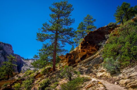 High On Trail To Observation Point In Zion National Park, UT