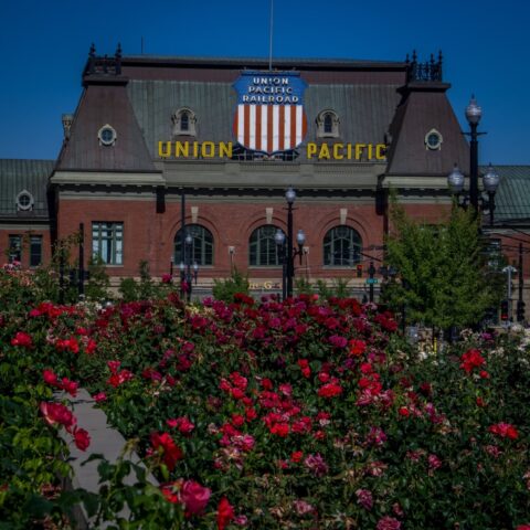 Roses In Planter Between Vivint Arena And Union Pacific Railway Station In Salt Lake City, UT