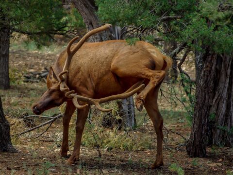 Why do elk have long antlers- Grand Canyon National Park, AZ