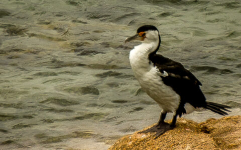 Australian Pied Cormorant On Granite Island, Victor Harbour, SA, Australia