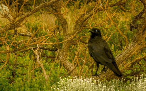 Australian Raven, Great Ocean Road, VIC, Australia