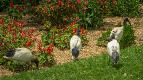 Australian White Ibis in Royal Botanic Garden, Sydney, NSW, Australia