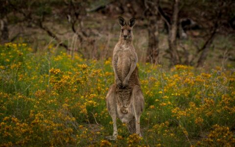 Big Male Kangaroo On Red Hill, Canberra, ACT Australia