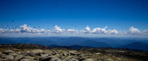 Birds Disturbed By Flying Drone On Mount Kozhushko, Australian Alps, NSW, Australia