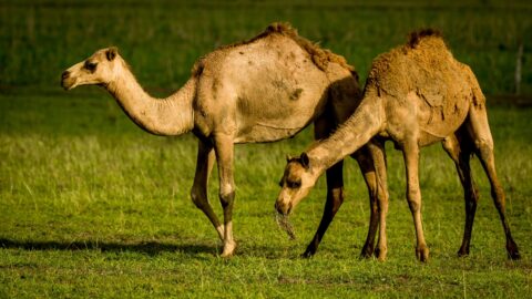 Camels Roaming Along the Road, QLD, Australia