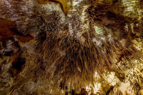 Ceiling In Tantanoola Caves, SA, Australia