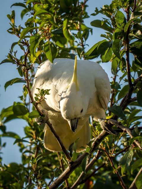 Cockatoo On The Tree At Peter Lehmann’s Winery, SA, Australia