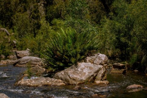 Downstream Of MacKenzie Falls In Grampians National Park, VIC, Australia