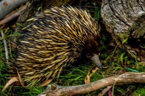 Echidnas, Near Jenolan Caves, Blue Mountains, NSW, Australia