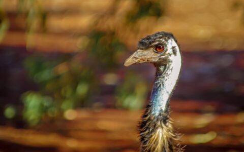 Emu, Erldunda Roadhouse, NT Australia
