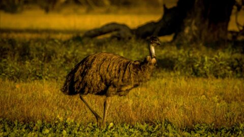 Emu Walks Along Scenic Byway Near Dunkeld, Grampiens National Park, VIC, Australia