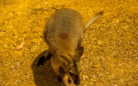 Friendly Wallaby On The Side Of The Road In Blue Mountains, NSW, Australia